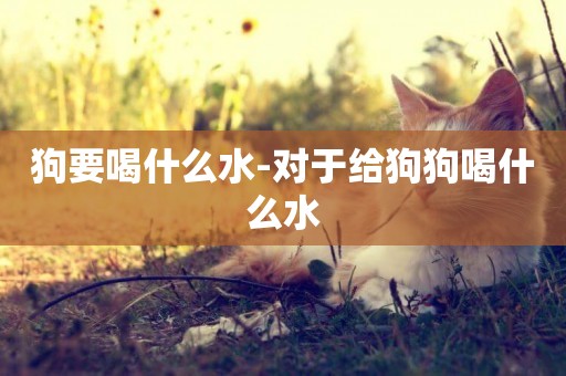 狗要喝什么水-對于給狗狗喝什么水