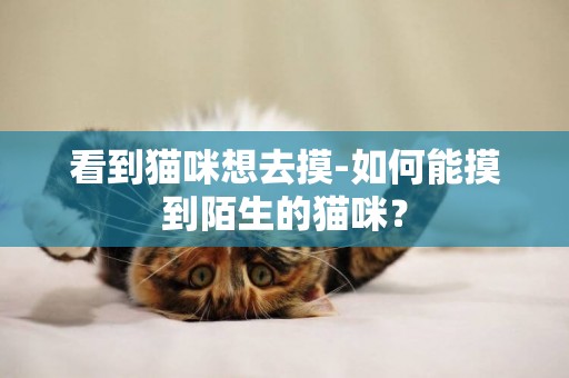 看到貓咪想去摸-如何能摸到陌生的貓咪？
