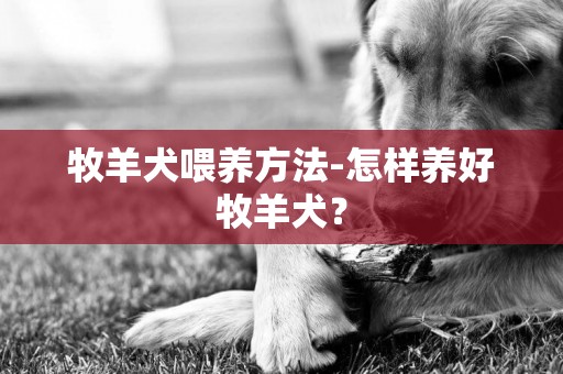 牧羊犬喂養方法-怎樣養好牧羊犬？
