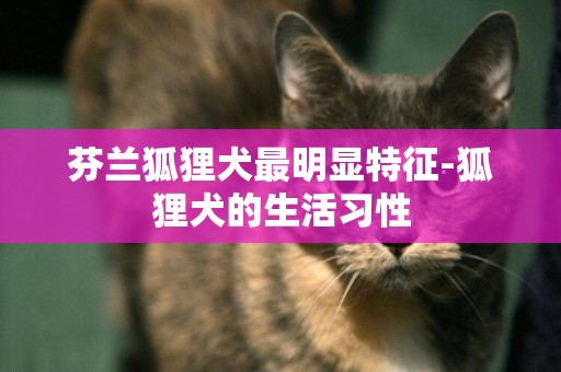 芬蘭狐貍犬最明顯特征-狐貍犬的生活習性