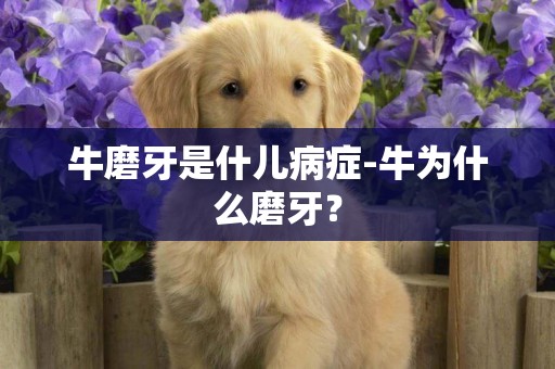 牛磨牙是什兒病癥-牛為什么磨牙？