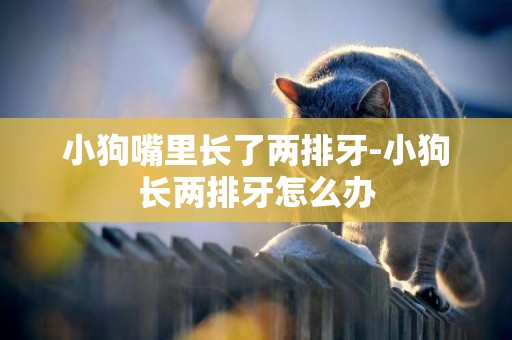 小狗嘴里長了兩排牙-小狗長兩排牙怎么辦