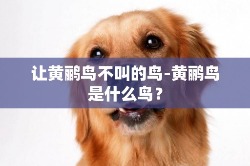 讓黃鸝鳥不叫的鳥-黃鸝鳥是什么鳥？