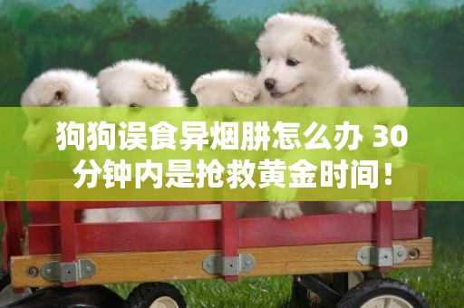 狗狗誤食異煙肼怎么辦 30分鐘內是搶救黃金時間！