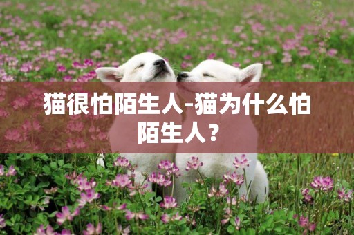 貓很怕陌生人-貓為什么怕陌生人？