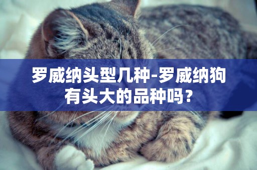 羅威納頭型幾種-羅威納狗有頭大的品種嗎？