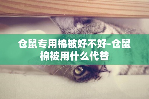 倉鼠專用棉被好不好-倉鼠棉被用什么代替