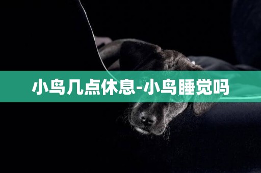 小鳥幾點休息-小鳥睡覺嗎