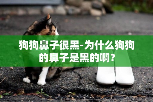 狗狗鼻子很黑-為什么狗狗的鼻子是黑的啊？
