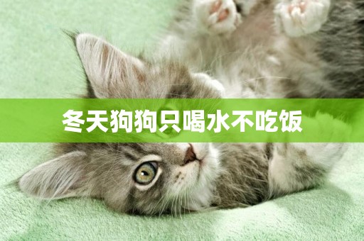 冬天狗狗只喝水不吃飯