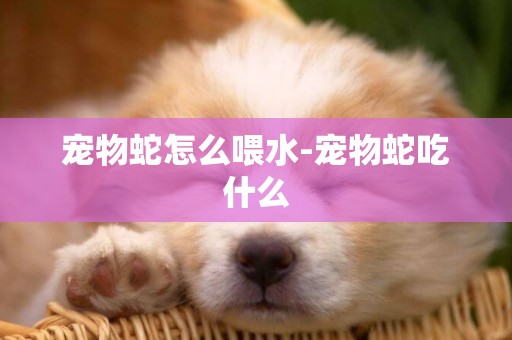 寵物蛇怎么喂水-寵物蛇吃什么
