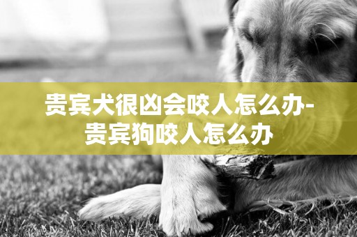 貴賓犬很兇會咬人怎么辦-貴賓狗咬人怎么辦