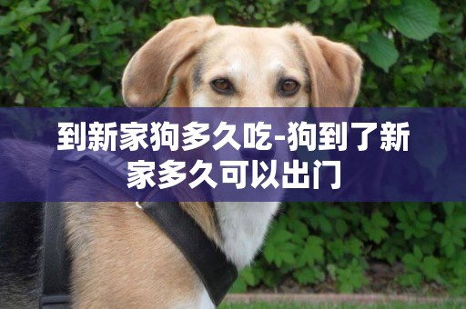到新家狗多久吃-狗到了新家多久可以出門