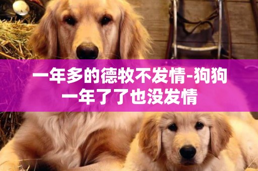 一年多的德牧不發情-狗狗一年了了也沒發情