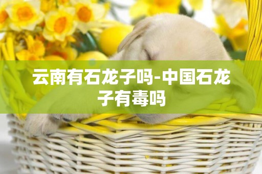 云南有石龍子嗎-中國石龍子有毒嗎