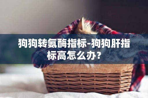 狗狗轉氨酶指標-狗狗肝指標高怎么辦？