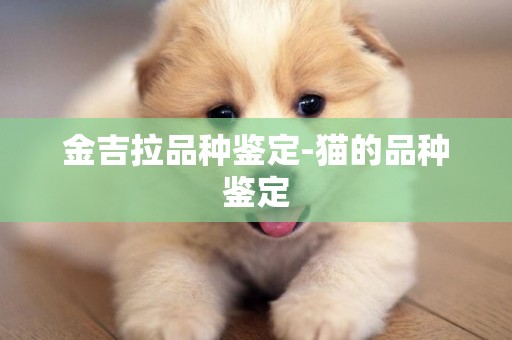 金吉拉品種鑒定-貓的品種鑒定