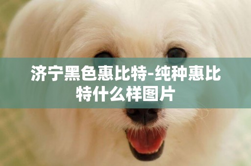 濟寧黑色惠比特-純種惠比特什么樣圖片