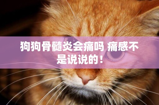 狗狗骨髓炎會痛嗎 痛感不是說說的！
