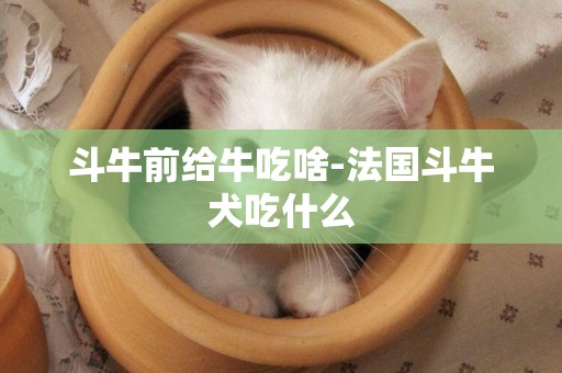 斗牛前給牛吃啥-法國斗牛犬吃什么