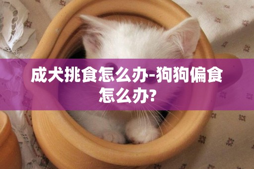 成犬挑食怎么辦-狗狗偏食怎么辦?