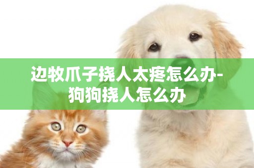 邊牧爪子撓人太疼怎么辦-狗狗撓人怎么辦