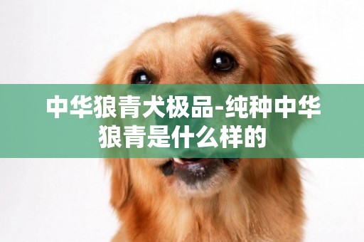 中華狼青犬極品-純種中華狼青是什么樣的