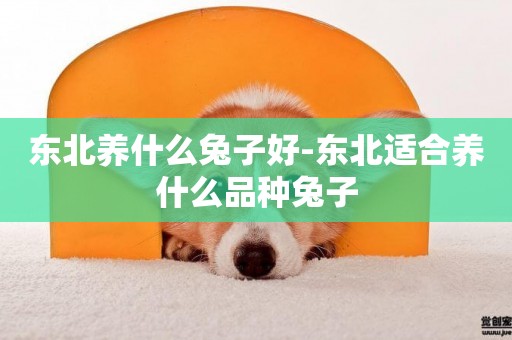 東北養什么兔子好-東北適合養什么品種兔子