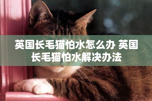 英國長毛貓怕水怎么辦 英國長毛貓怕水解決辦法