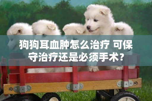 狗狗耳血腫怎么治療 可保守治療還是必須手術？