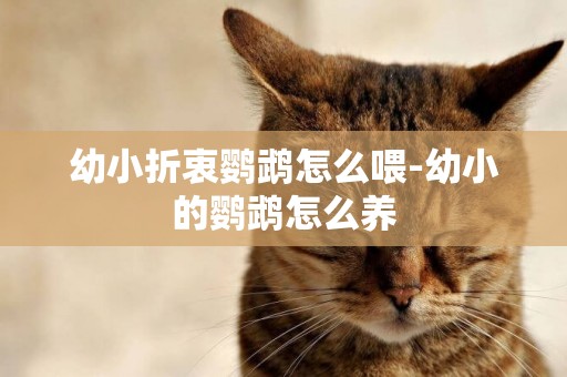 幼小折衷鸚鵡怎么喂-幼小的鸚鵡怎么養
