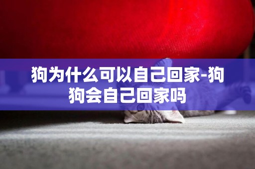 狗為什么可以自己回家-狗狗會自己回家嗎