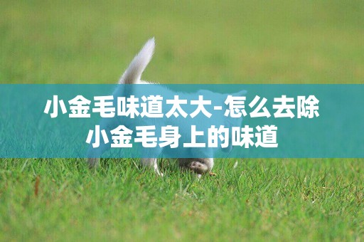 小金毛味道太大-怎么去除小金毛身上的味道
