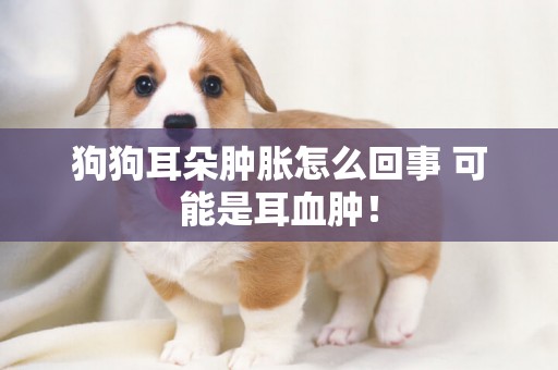 狗狗耳朵腫脹怎么回事 可能是耳血腫！