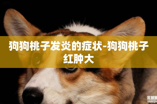 狗狗桃子發炎的癥狀-狗狗桃子紅腫大