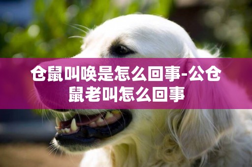 倉鼠叫喚是怎么回事-公倉鼠老叫怎么回事