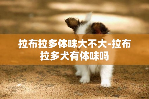 拉布拉多體味大不大-拉布拉多犬有體味嗎