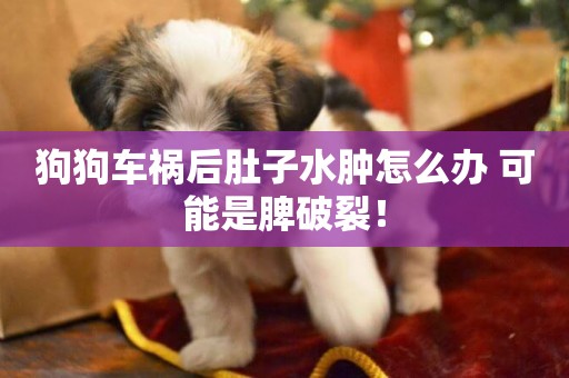 狗狗車禍后肚子水腫怎么辦 可能是脾破裂！