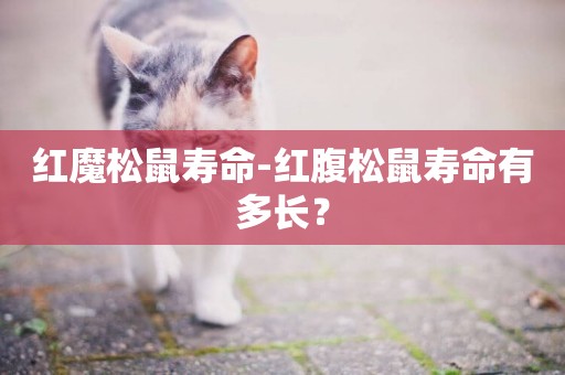 紅魔松鼠壽命-紅腹松鼠壽命有多長？