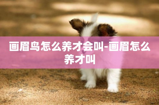 畫眉鳥怎么養才會叫-畫眉怎么養才叫