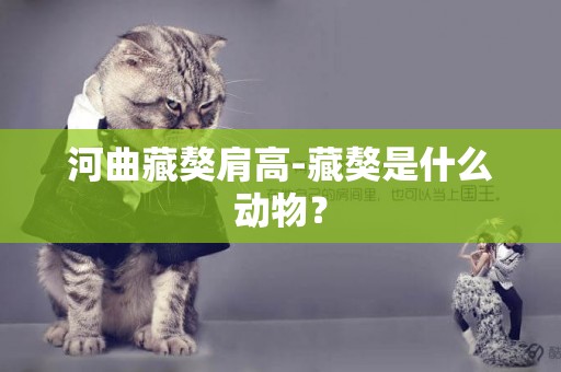 河曲藏獒肩高-藏獒是什么動物？