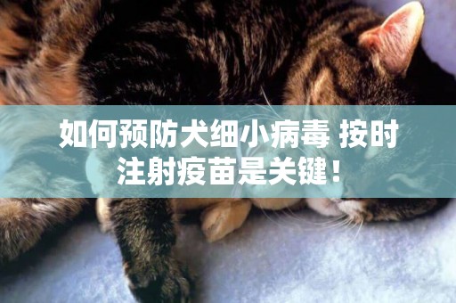 如何預防犬細小病毒 按時注射疫苗是關鍵！