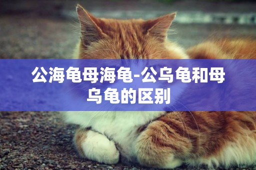 公海龜母海龜-公烏龜和母烏龜的區別