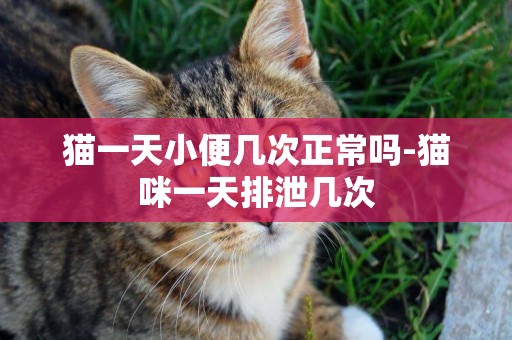 貓一天小便幾次正常嗎-貓咪一天排泄幾次