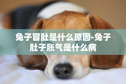 兔子冒肚是什么原因-兔子肚子脹氣是什么病
