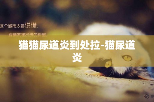 貓貓尿道炎到處拉-貓尿道炎