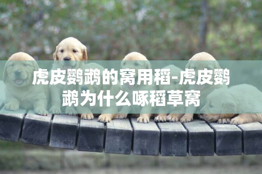 虎皮鸚鵡的窩用稻-虎皮鸚鵡為什么啄稻草窩