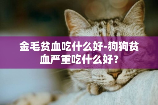 金毛貧血吃什么好-狗狗貧血嚴重吃什么好？