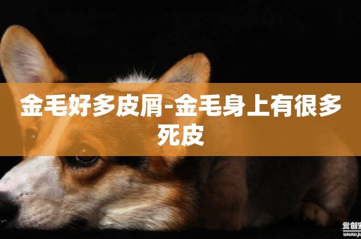 金毛好多皮屑-金毛身上有很多死皮