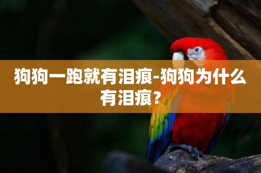 狗狗一跑就有淚痕-狗狗為什么有淚痕？